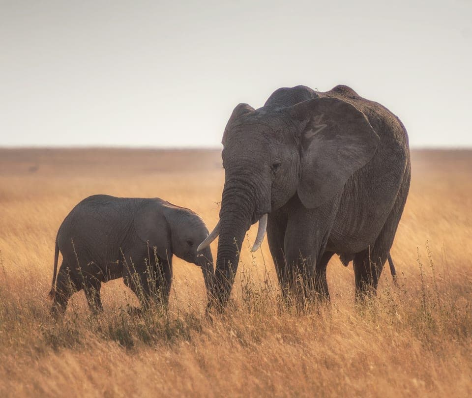 Safari & Wildlife Tours