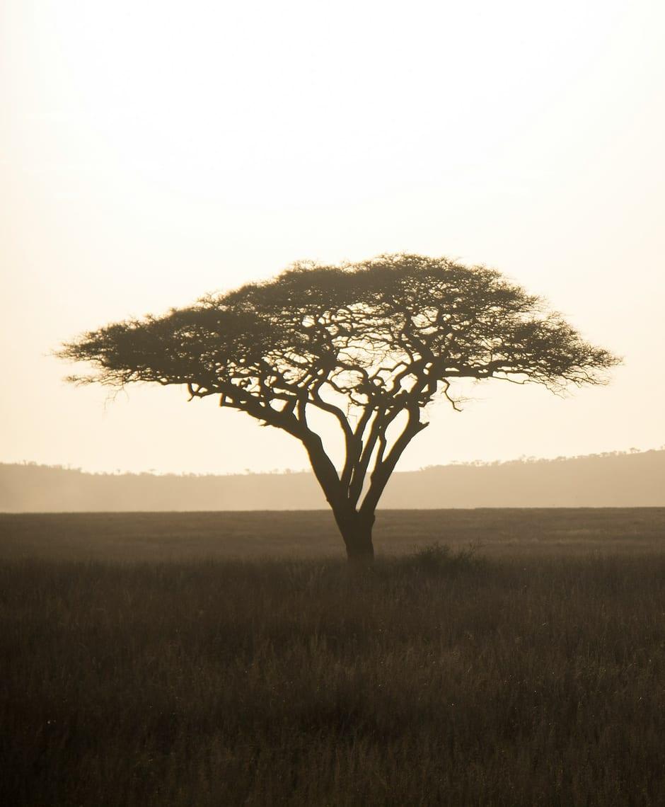 An acacia tree in the Serengeti at dusk
