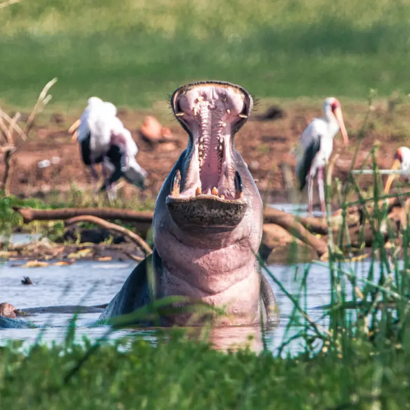 Lake Manyara National Park